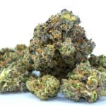 High quality Hybrid Strains in CA