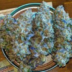 Bubba Kush: The Heavy-Hitting Indica